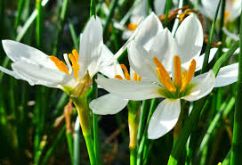 Image result for Zephyranthes candida