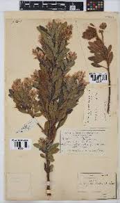 Image result for Indigofera delagoaensis