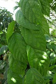 Image result for Leptonychia tokana