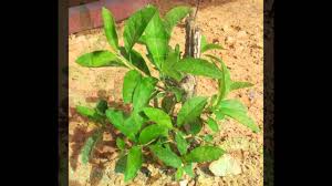 Image result for health benefits of longevity spinach