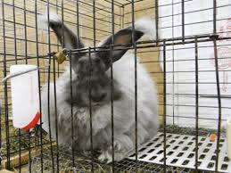 フレンチ アンゴラ