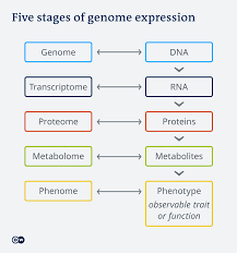 In order to understand genetics it is important to understand that genes code for proteins. What Are Proteins And Why Do They Fold Science In Depth Reporting On Science And Technology Dw 07 12 2020