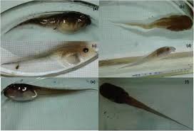 Caring for a few tadpoles and watching them turn into frogs (metamorphose) is a one of the most common questions about collecting tadpoles is how to avoid collecting the tadpoles of cane toads if the ammnia levels get too high, it will kill the tadpoles. The Impact Of Elevated Temperature And Co 2 On Growth Physiological And Immune Responses Of Polypedates Cruciger Common Hourglass Tree Frog Frontiers In Zoology Full Text