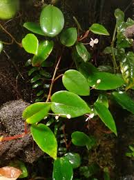 Image result for Begonia elaeagnifolia