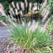 Image result for Cenchrus