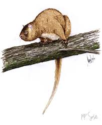 Image result for Grewia barombiensis