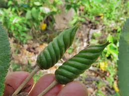 Image result for Helicteres