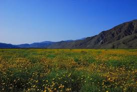 We recently took a trip during the second weekend of march 2019, and it looks like anza borrego is shaping up for another super bloom. Borrego Spring Super Bloom 2019