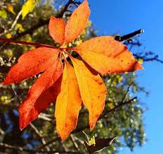 Image result for Parthenocissus