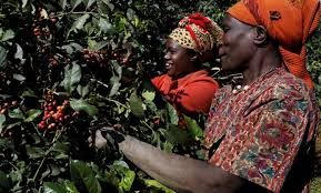 By paul muller | food n coffee | 1 comment. Coffee Barometer Coffee Companies Not Transparent About Sustainability Personal Financial