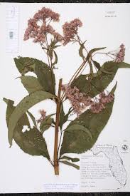 Image result for Stomatanthes