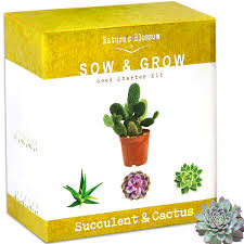 To make a cactus grow faster, you must provide an she writes numerous home and garden articles for a variety of online publications. Nature S Blossom Succulent Cactus Grow Kit Includes Planting Pots Organic Soil Seeds Home Gardening Guide Walmart Com Walmart Com