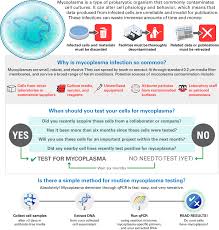 Image result for Mycoplasma