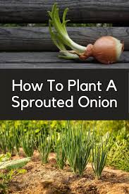 They grow better in firm, rather than loose, soil. How To Plant A Sprouted Onion Plants Planting Sprouted Onions Growing Onions