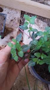 Thriving in hot and arid conditions, spider mites cause damage by piercing tiny holes in leaf cells. Plant Breeding Mint Plants Gardening For Beginners
