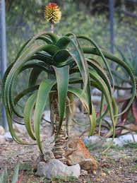 Image result for Aloe fimbrialis