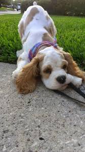 Pin By Katie Porter On Puppies Cocker Spaniel Puppies Spaniel Puppies Pet Dogs