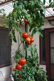 Sprinkle the seeds about 1 inch apart in a tray of moist potting soil and cover with a thin layer of soil. Growing Tomatoes In Containers Growing Tomatoes In Pots Container Tomatoes
