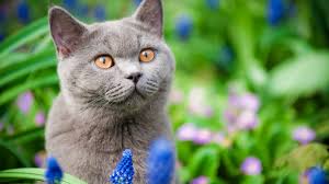 Cats can be companions, playmates and help enrich eath other's lives. Why A Village In New Zealand Is Trying To Ban All Cats Bbc News