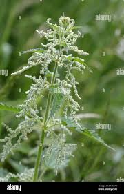 Image result for Urticaceae