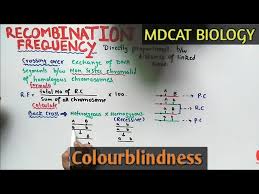 No selection = every person is just as likely to find a mate, and has same # descendents on the average = selection of whose alleles will be passed on is random (with respect to phenotype/genotype). Recombination Frequency Mdcat Recombination Frequency And Genetic Map Of Chromosome Urdu Hindi Youtube