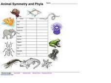 Image result for Phyla