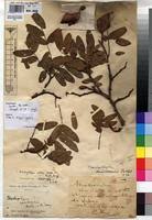 Image result for Brachystegia microphylla