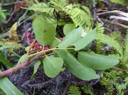 Image result for Rourea