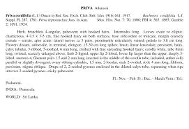 Image result for Buchnera leptostachya