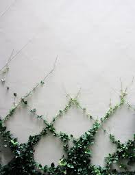 40 Fabulous Indoor Wall Climbing Plants Ideas Plants Garden Vines Outdoor Gardens