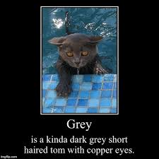 Check out our copper and cats eye selection for the very best in unique or custom, handmade pieces from our shops. Grey S Description Imgflip
