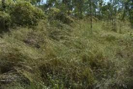 Image result for Hyparrhenia formosa