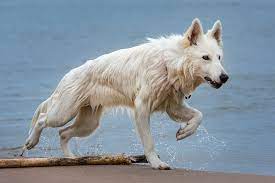 She is healthy, spayed, up to date on shots and house broken. 5 Common Questions About The White German Shepherd Animalso