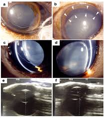 洋光台ペットクリニック