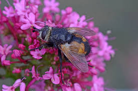 Check spelling or type a new query. Nowickia Ferox Pan Species Listing