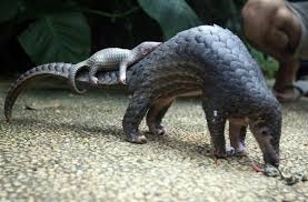 Annenin Kuyruk Uyuyan Pangolin Karincayiyen Bebek Cok Sirin Hayvanlar Hayvanlar Hayvan