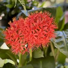 Image result for Scadoxus pole-evansii
