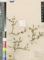 Image result for Achyropsis