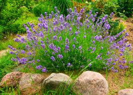 Mit lavendel zieht mediterraner charme ein in den sonnendurchfluteten steingarten. Lavendel Im Mediterranen Garten Ideen Zur Gartengestaltung
