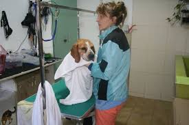 Veterinary dentistry includes the cleaning, adjustment, filing, extraction, or repair of your pets' teeth and all other aspects of oral health care. Pet Care Vet Ampera Pets Center