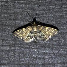 Image result for Dissotis gilgiana