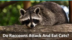 They not only tolerate each other, they sometimes eat out of the same dishes, which is why scariest of all, raccoons are a rabies vector. Do Raccoons Attack And Eat Cats How To Keep Your Kitty Safe