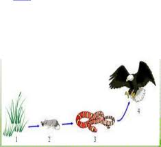 Sedangkan jaring jaring makanan adalah kombinasi dari berbagai. Rantai Makanan Pdf Pdf Document