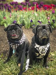 Last Weekend I Had The Pleasure Of Taking The 2 5 Hour Trip To Canberra For Floriade As They Had Dog S Day Out With Loads Of S Pug Love Dogs Day Out