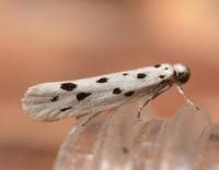 Image result for Ethmia dodecea