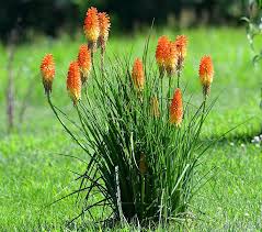 Image result for Kniphofia