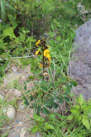 Image result for Crotalaria pallidicaulis