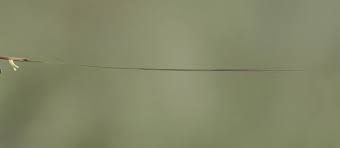 Image result for Aristida stipoides