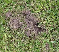 Manche löcher im rasen sind tief und führen in unterirdische gänge, andere sind nur oberflächlich. Mysteriose Locher Im Garten Biologie