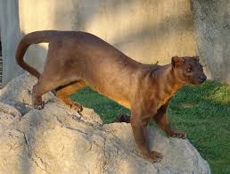 The worlds largest single celled organism is an aquatic alga called caulerpa taxifolia. Fossa Animal Wikipedia